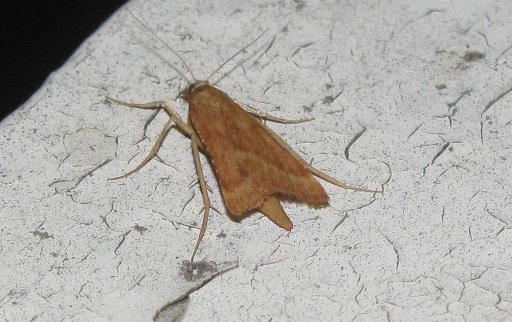 Synaphe punctalis (Pyralidae)